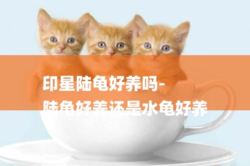 印星陸龜好養嗎-
陸龜好養還是水龜好養