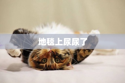 地毯上尿尿了