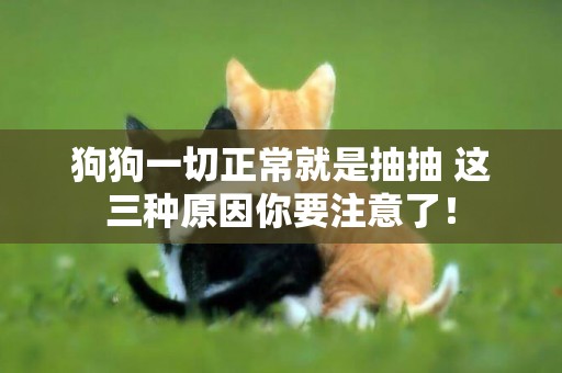 狗狗一切正常就是抽抽 這三種原因你要注意了！