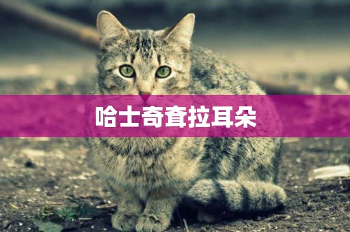 哈士奇耷拉耳朵