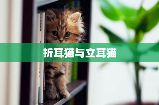 折耳貓與立耳貓