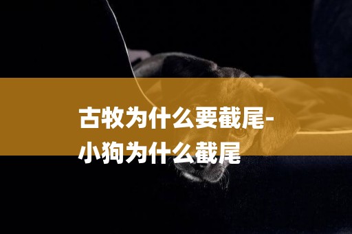 古牧為什么要截尾-
小狗為什么截尾