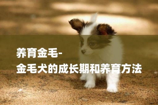 養育金毛-
金毛犬的成長期和養育方法