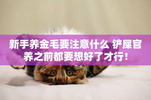 新手養金毛要注意什么 鏟屎官養之前都要想好了才行！