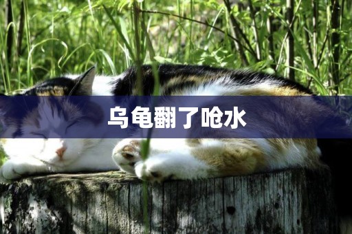 烏龜翻了嗆水