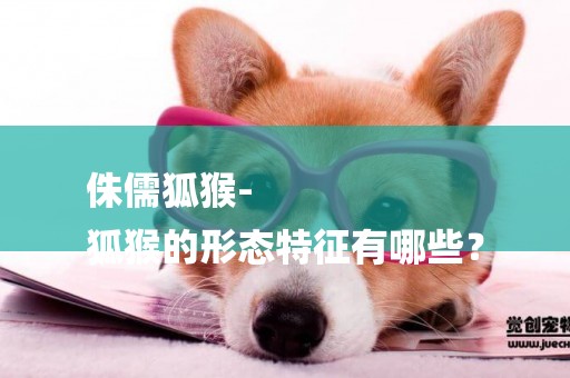 侏儒狐猴-
狐猴的形態特征有哪些？