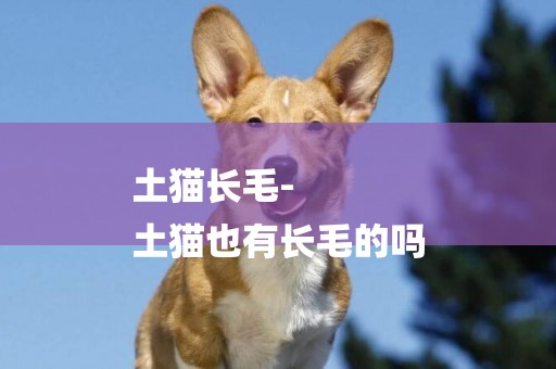 土貓長毛-
土貓也有長毛的嗎