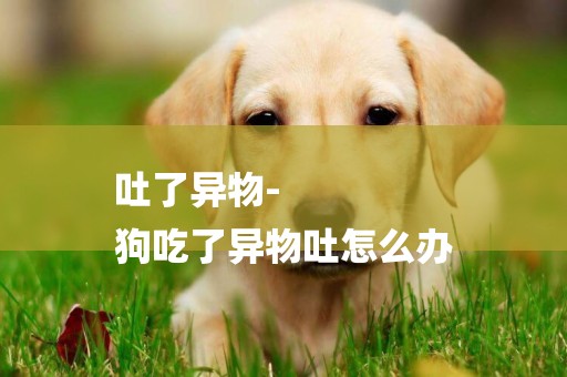吐了異物-
狗吃了異物吐怎么辦