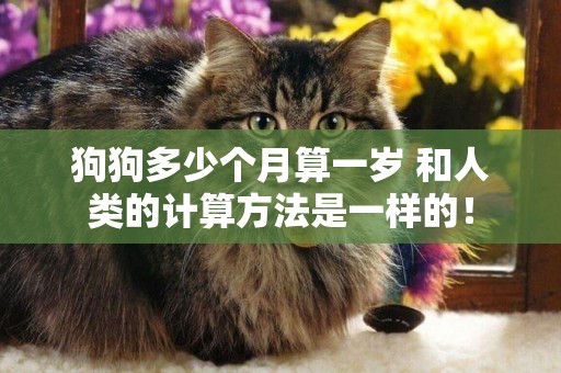 狗狗多少個月算一歲 和人類的計算方法是一樣的！