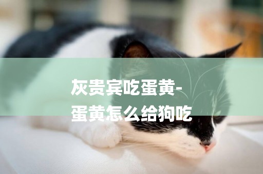 灰貴賓吃蛋黃-
蛋黃怎么給狗吃