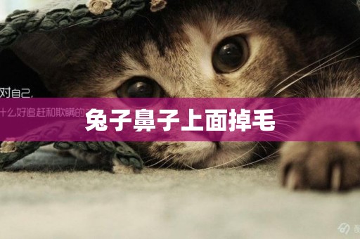 兔子鼻子上面掉毛