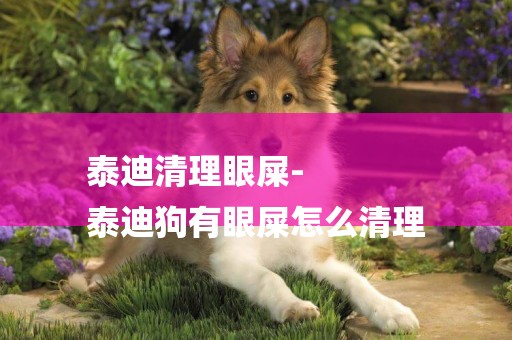 泰迪清理眼屎-
泰迪狗有眼屎怎么清理