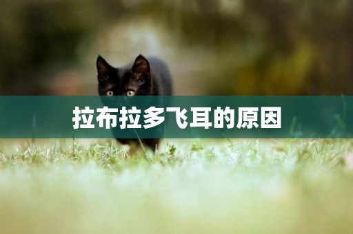 拉布拉多飛耳的原因