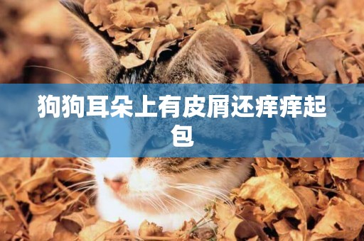 狗狗耳朵上有皮屑還癢癢起包