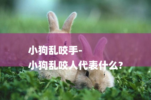 小狗亂咬手-
小狗亂咬人代表什么?