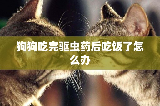 狗狗吃完驅蟲藥后吃飯了怎么辦