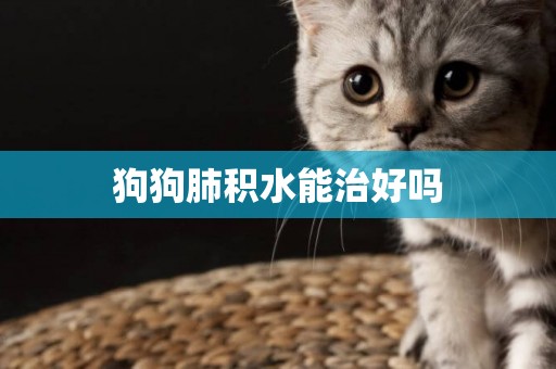 狗狗肺積水能治好嗎