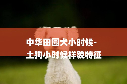中華田園犬小時候-
土狗小時候樣貌特征