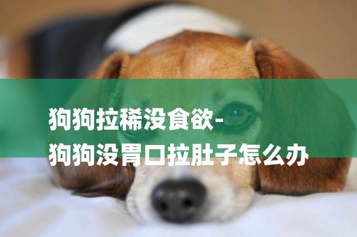狗狗拉稀沒食欲-
狗狗沒胃口拉肚子怎么辦