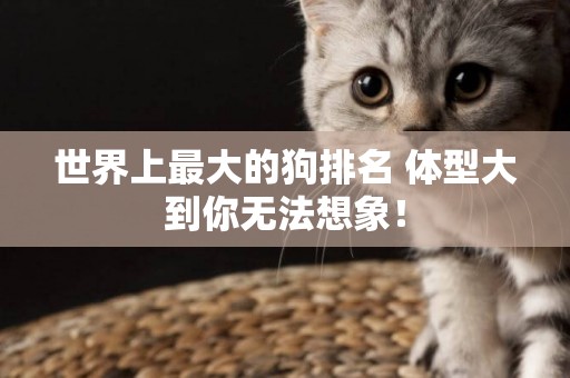 世界上最大的狗排名 體型大到你無法想象！
