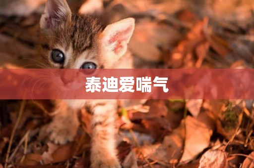 泰迪愛喘氣