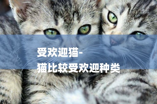 受歡迎貓-
貓比較受歡迎種類