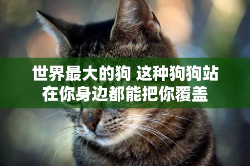 世界最大的狗 這種狗狗站在你身邊都能把你覆蓋