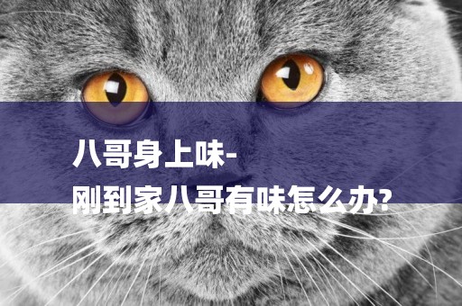八哥身上味-
剛到家八哥有味怎么辦?