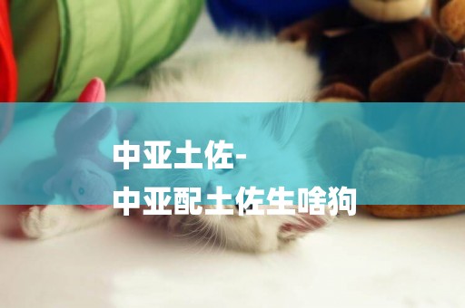 中亞土佐-
中亞配土佐生啥狗