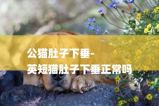 公貓肚子下垂-
英短貓肚子下垂正常嗎