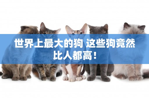 世界上最大的狗 這些狗竟然比人都高！