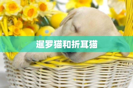 暹羅貓和折耳貓