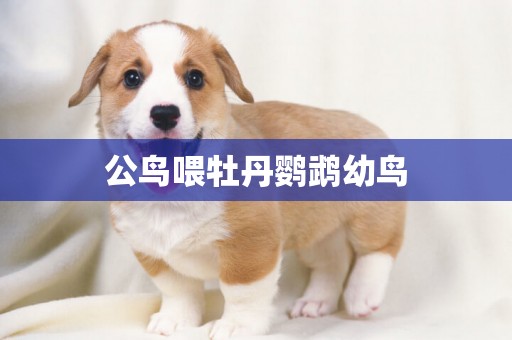 公鳥喂牡丹鸚鵡幼鳥