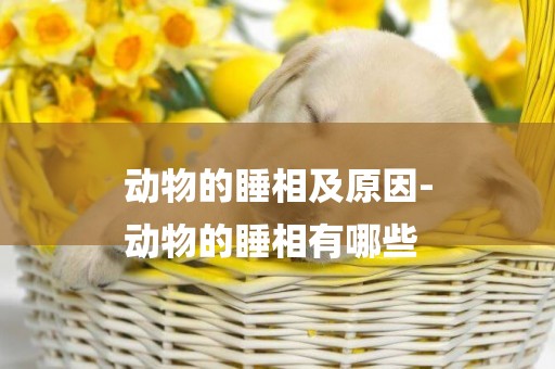 動物的睡相及原因-
動物的睡相有哪些