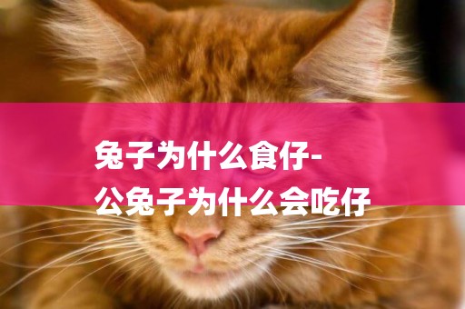 兔子為什么食仔-
公兔子為什么會吃仔