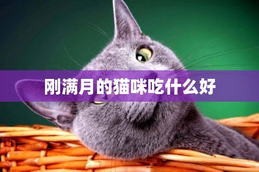 剛滿月的貓咪吃什么好
