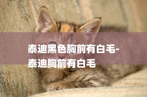 泰迪黑色胸前有白毛-
泰迪胸前有白毛