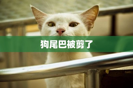 狗尾巴被剪了