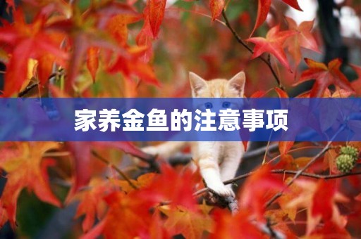 家養金魚的注意事項