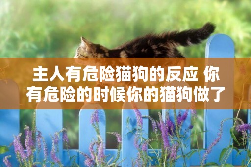 主人有危險貓狗的反應 你有危險的時候你的貓狗做了什么？