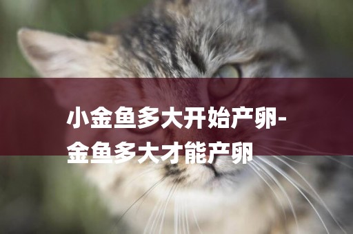 小金魚多大開始產卵-
金魚多大才能產卵