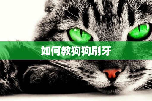 如何教狗狗刷牙