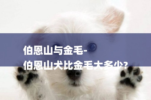 伯恩山與金毛-
伯恩山犬比金毛大多少?