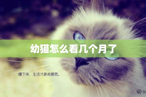 幼貓怎么看幾個月了