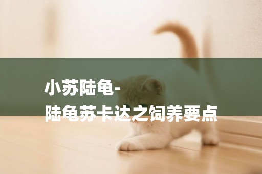 小蘇陸龜-
陸龜蘇卡達之飼養要點
