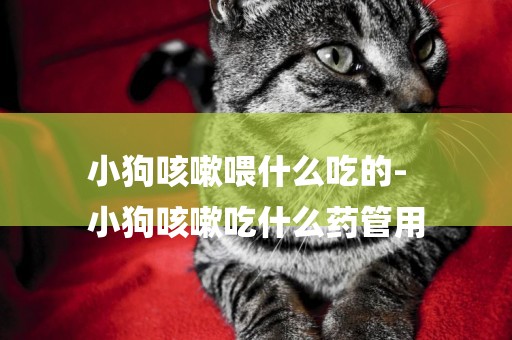 小狗咳嗽喂什么吃的-
小狗咳嗽吃什么藥管用