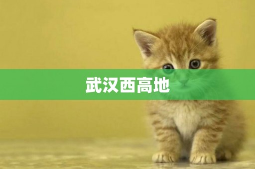 武漢西高地
