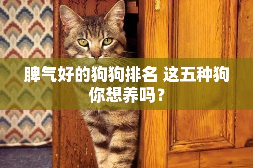 脾氣好的狗狗排名 這五種狗你想養嗎? 脾氣好的狗狗排名 這五種狗你想養嗎?