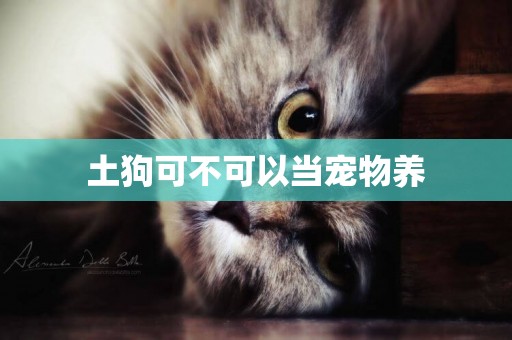 土狗可不可以當寵物養