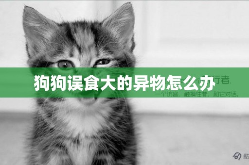 狗狗誤食大的異物怎么辦